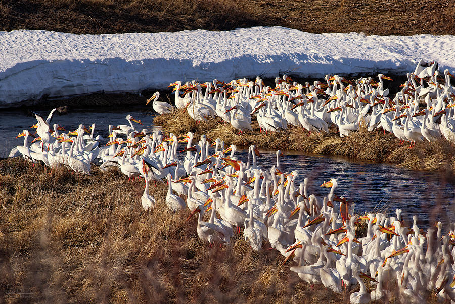 Pelican Picnic at the Coulee Cafe - American white pelicans in Benson County ND Photograph by Peter Herman