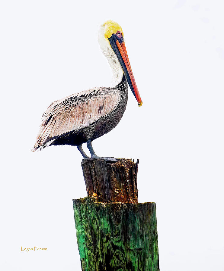 Pelican Piling Photograph by Logan Pierson - Fine Art America