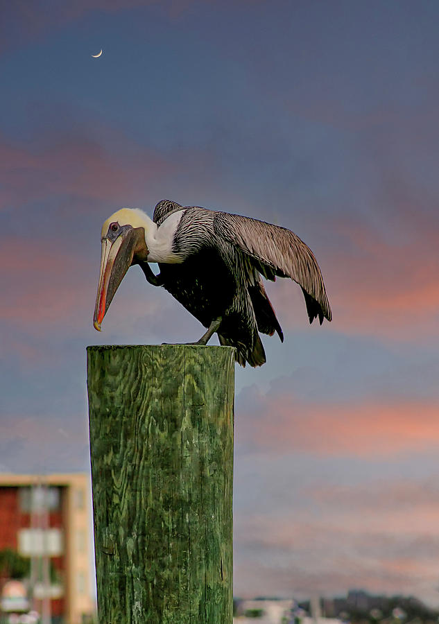 Pelican Poised at Marina Photograph by Darryl Brooks