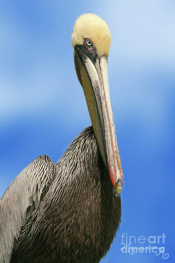 Pelican Portrait Photograph by Mariarosa Rockefeller