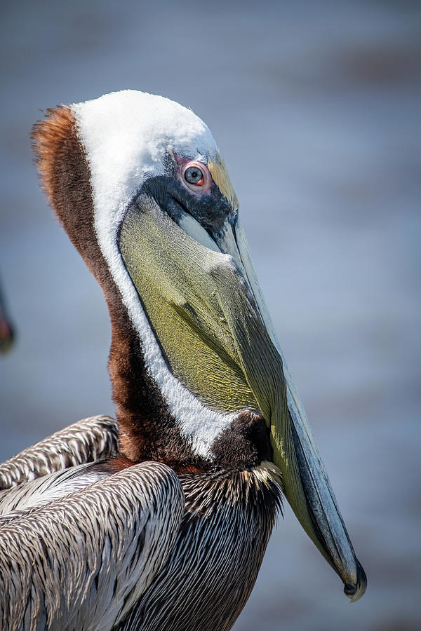 Pelican Portrait Photograph by Robert J Wagner