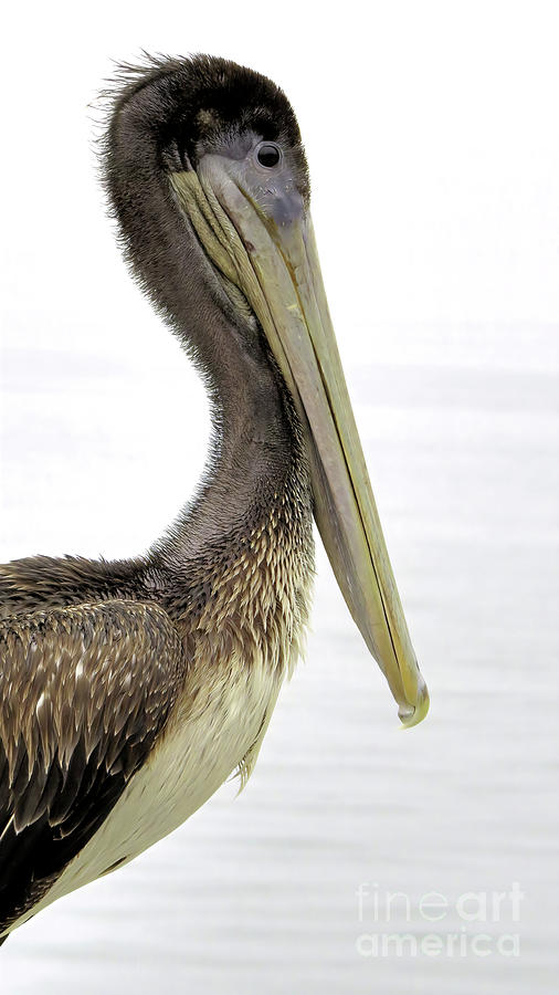Pelican Portrait Photograph by Scott Cameron