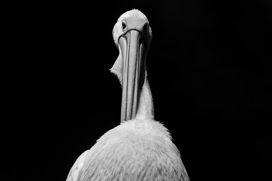 Pelican Pose Photograph by Leigh Henningham