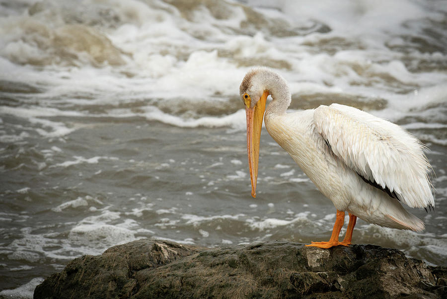 Pelican Posing Photograph by Paul Freidlund