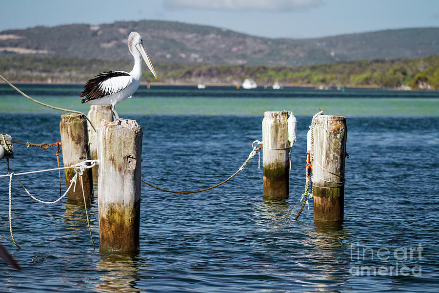 Pelican Posts, Emu Point, Albany, Western Australia Photograph by Elaine Teague