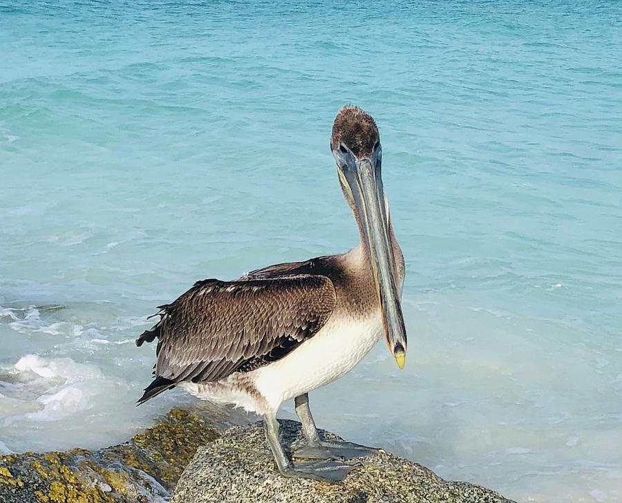 Pelican Posture 3 Photograph by Renee DeFilippis | Fine Art America