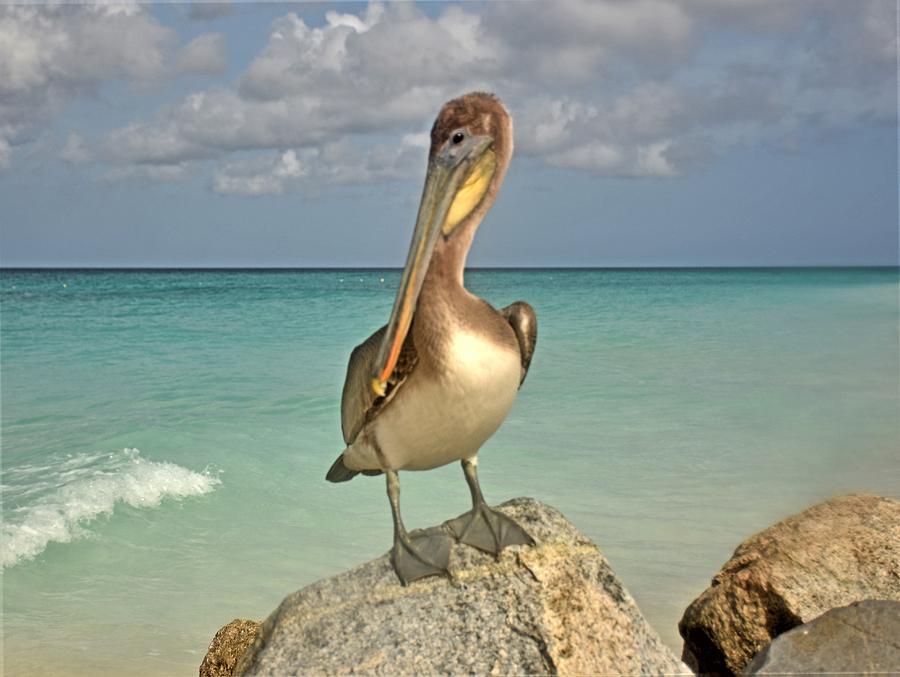 Pelican Posture 5 Photograph by Renee DeFilippis | Fine Art America