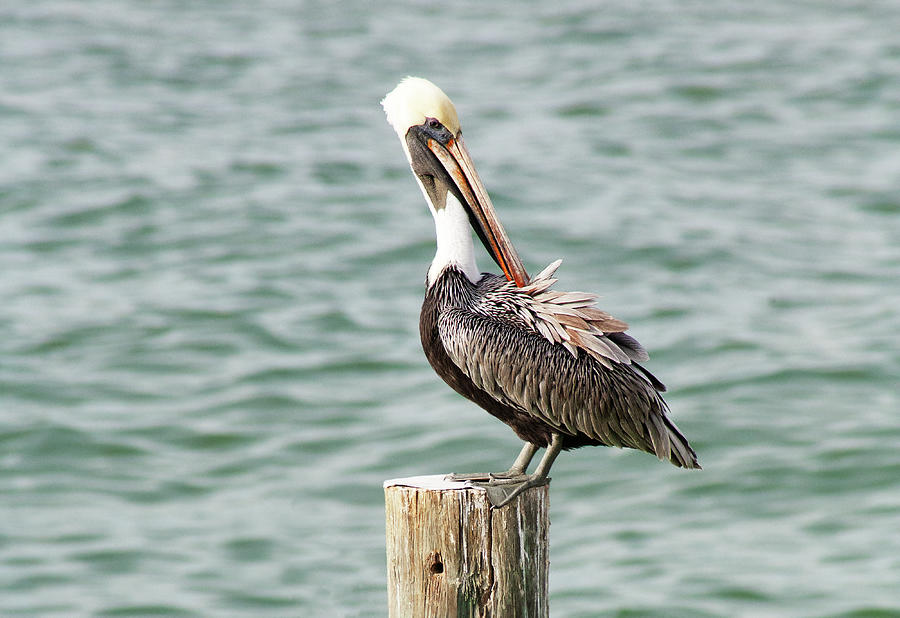 Pelican Photograph - Pelican Preening by Marilyn Hunt