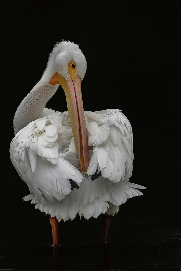Pelican Preening Photograph by MaryJane Sesto