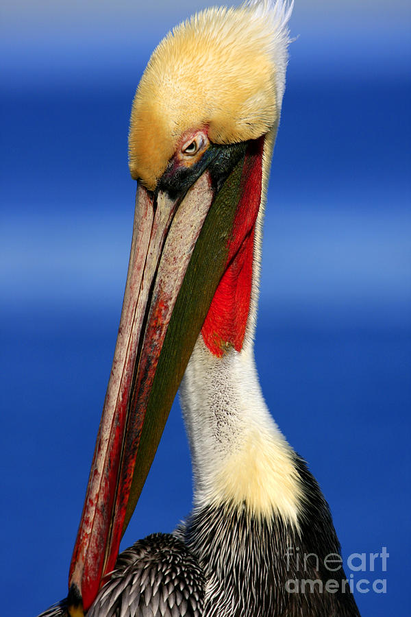 Pelican Pride Photograph by John F Tsumas