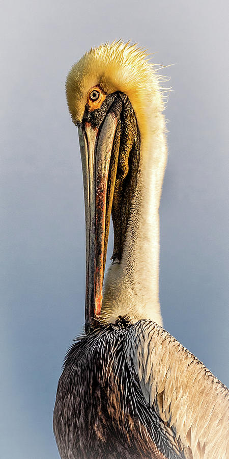 Pelican Profile Photograph by C  Renee Martin