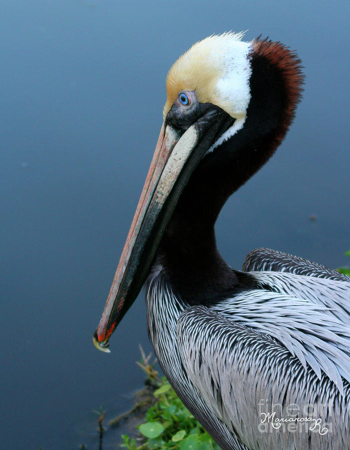 Pelican Profile Photograph by Mariarosa Rockefeller