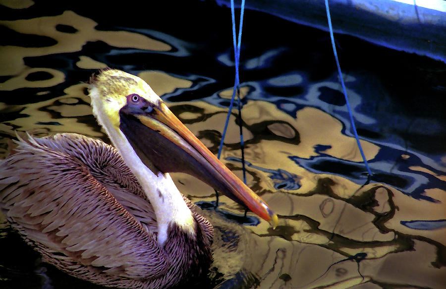 Pelican Puppet Photograph by Wayne King