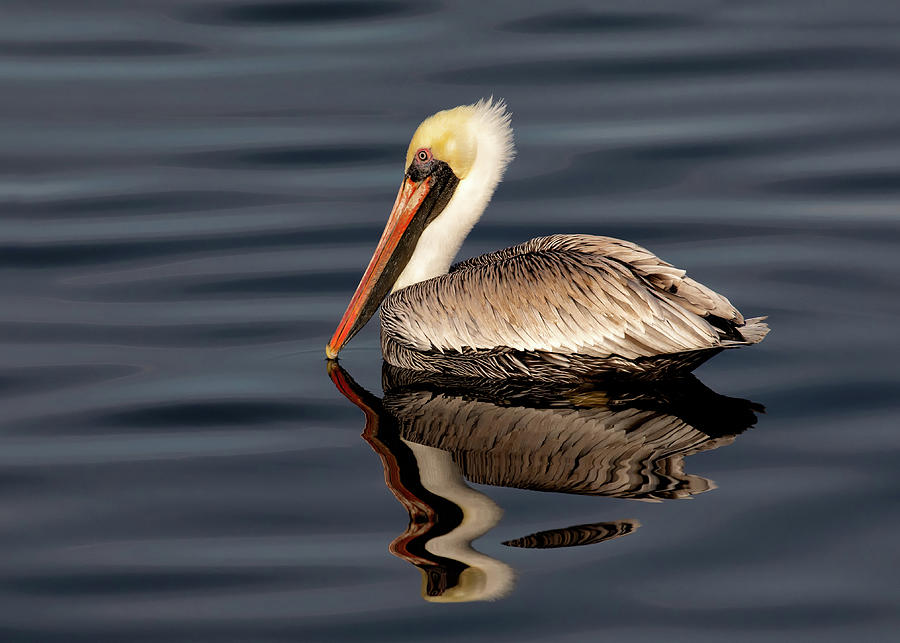 Pelican Reflection Photograph by C  Renee Martin