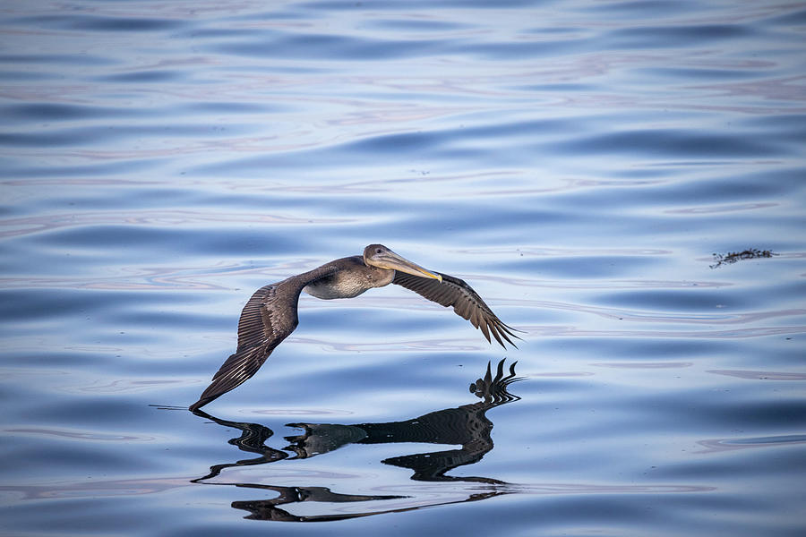 Pelican Photograph - Pelican Reflections  by Alec Klobuchar