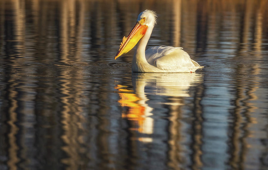 Pelican Reflections Photograph by Darren White