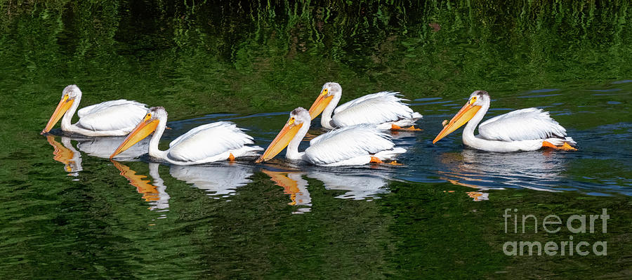 Pelican Reflections Photograph