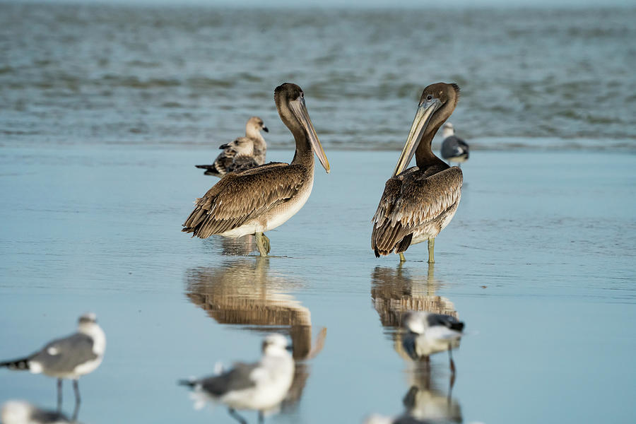 Pelican Reflections Photograph by Todd Tucker