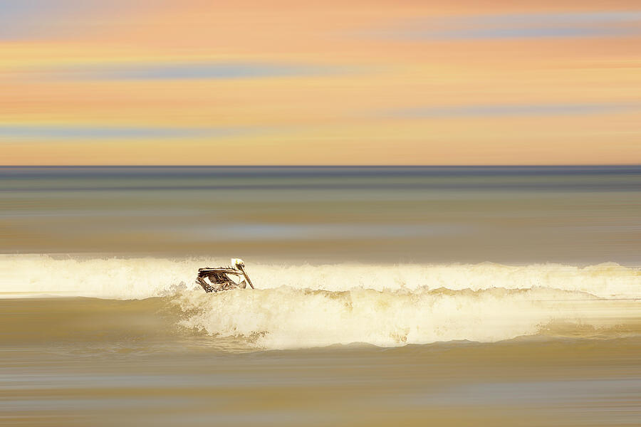 Pelican Riding The Surf Photograph