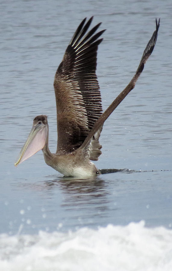 Pelican Rising Photograph By David Addison - Fine Art America