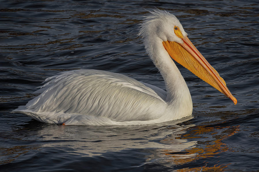 Pelican River Photograph by Ray Congrove