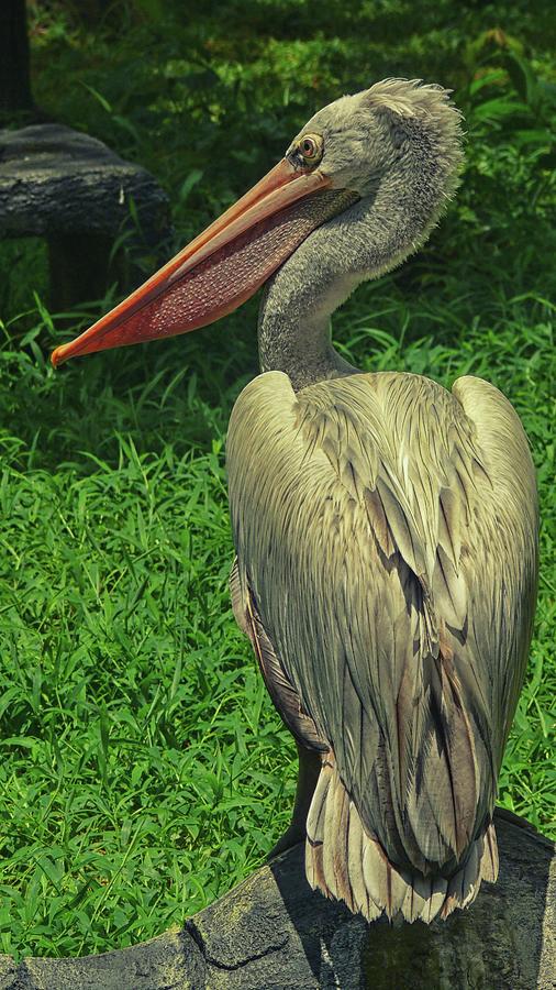 Pelican Photograph by Robert Bociaga