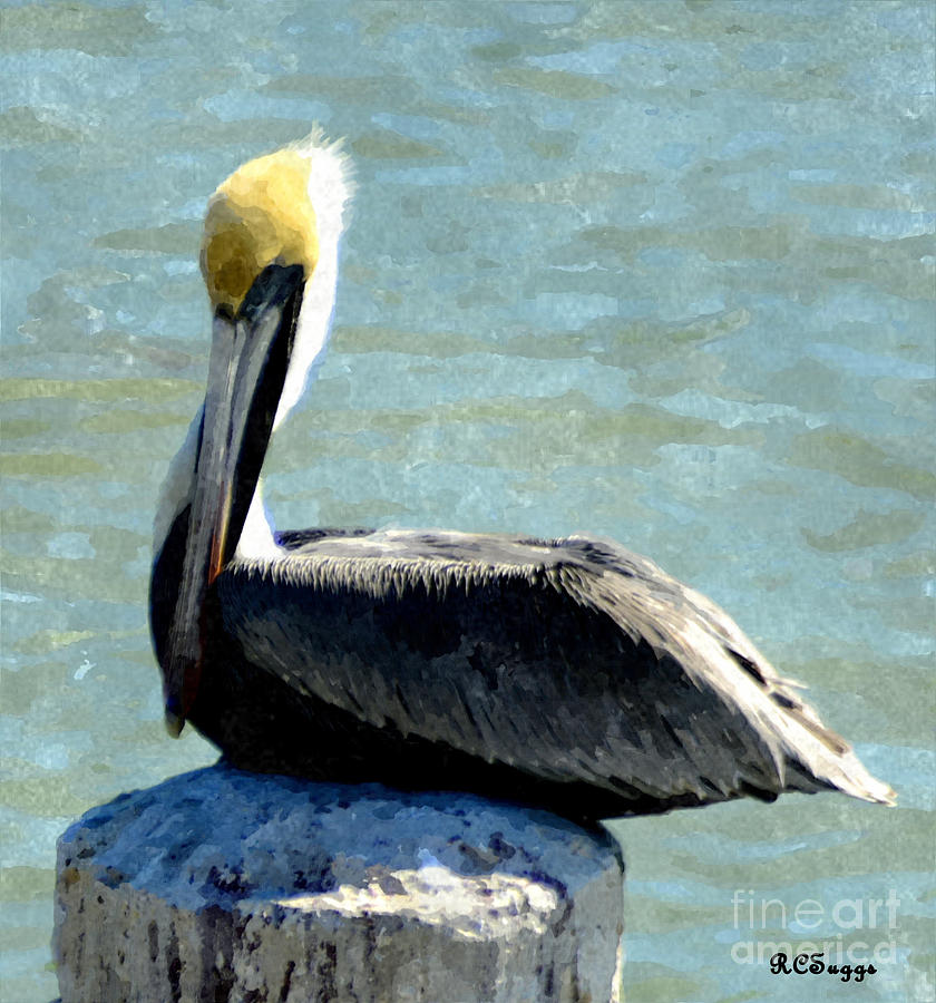 Pelican Photograph by Robert Suggs