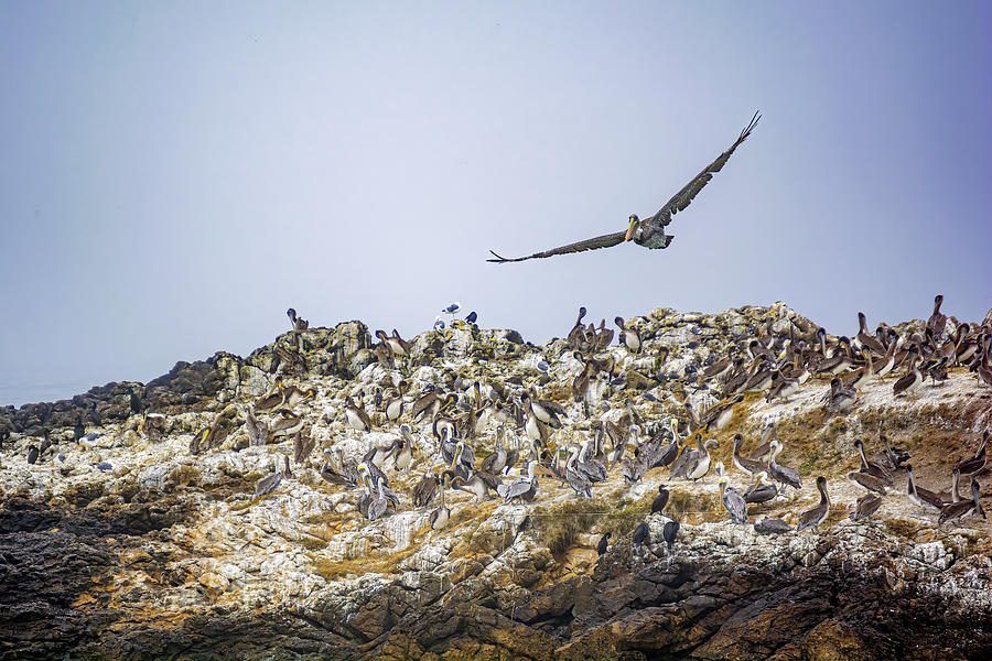 Bird Photograph - Pelican Rock by Maria Coulson