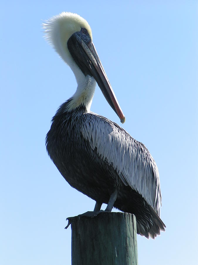 Pelican Roost Photograph by Heather E Harman