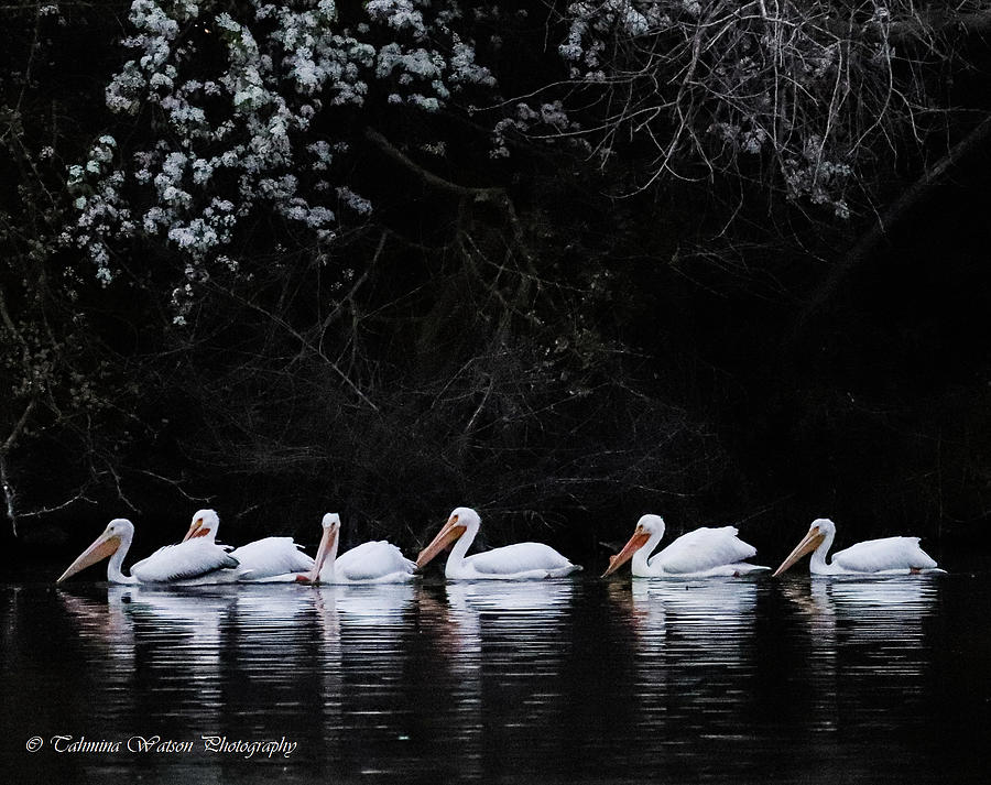 Pelican Serenity Photograph by Tahmina Watson