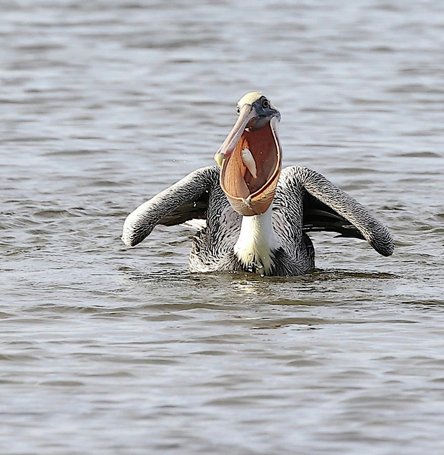Pelican Showing off Its Catch in its Throat Pouch Photograph by Mingming Jiang