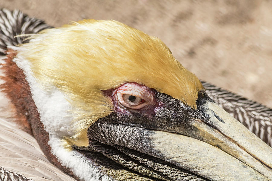 Pelican Side Eye Photograph by Robert Wilder Jr