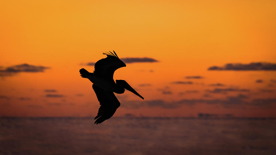 Pelican Silhouette Photograph by David Downs