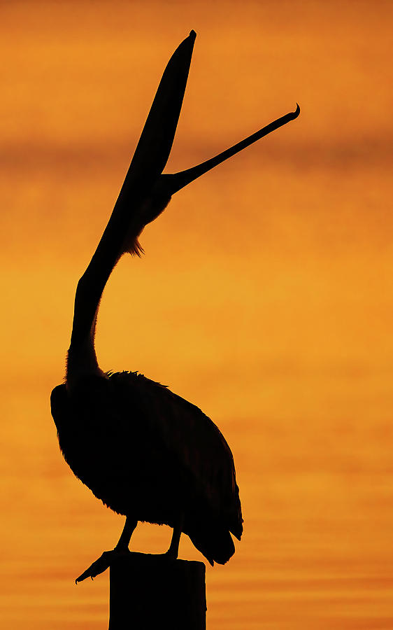 Pelican Silhouette Head Throw Photograph