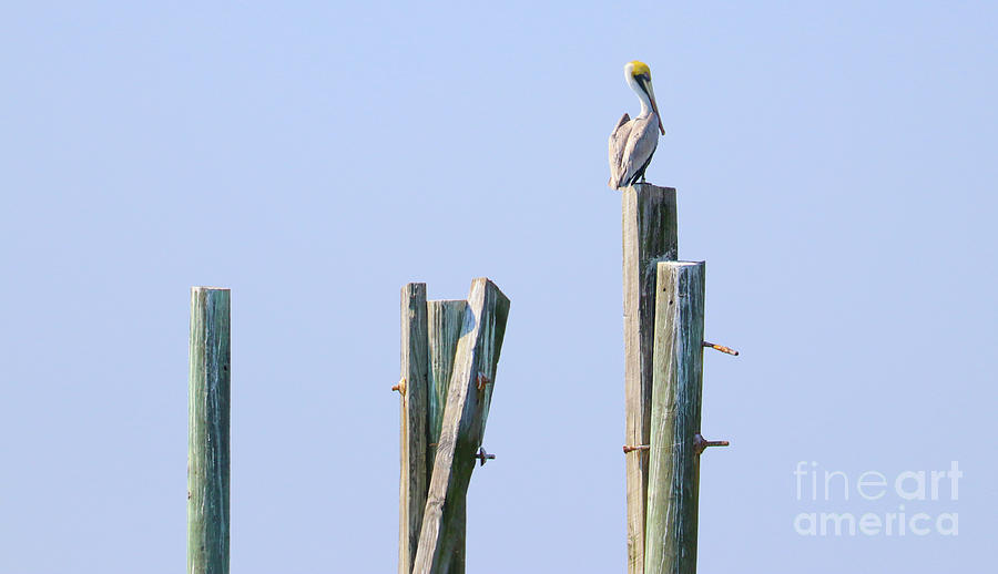 Pelican Sitting on Pier Post 3135 Photograph by Jack Schultz
