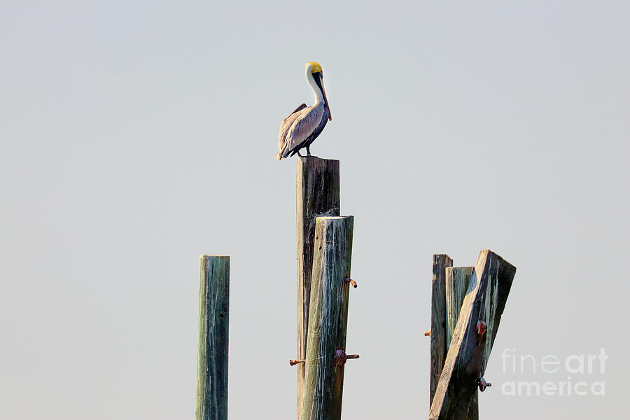 Pelican Sitting on Pier Post 3142 Photograph by Jack Schultz