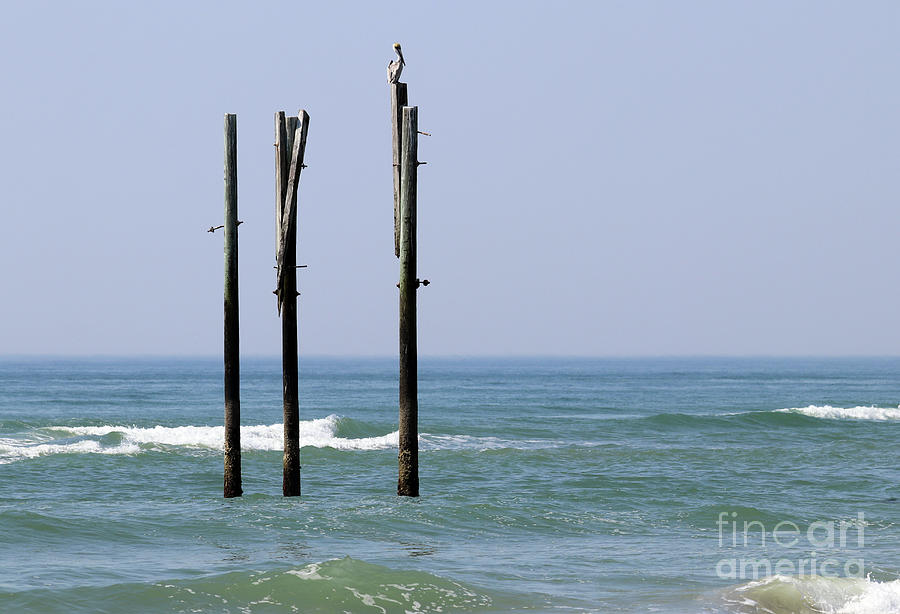 Pelican Sitting on Pier Post 3175 Photograph by Jack Schultz