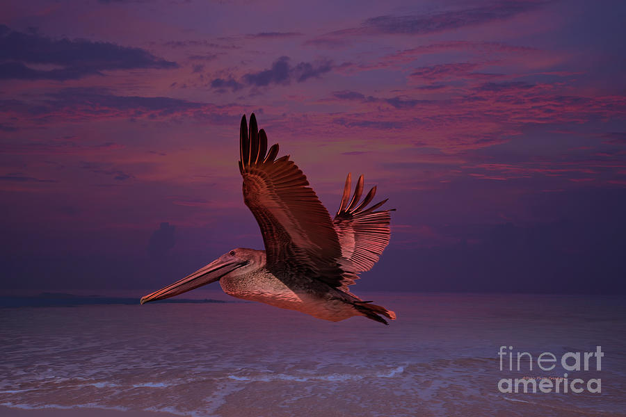 Pelican Sky Photograph