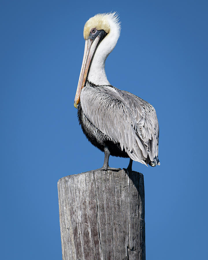 Pelican Snobbery Photograph by Andy Crawford