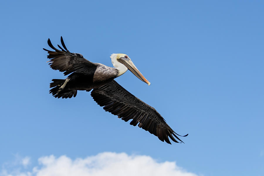 Pelican Soaring Photograph by Bradford Martin