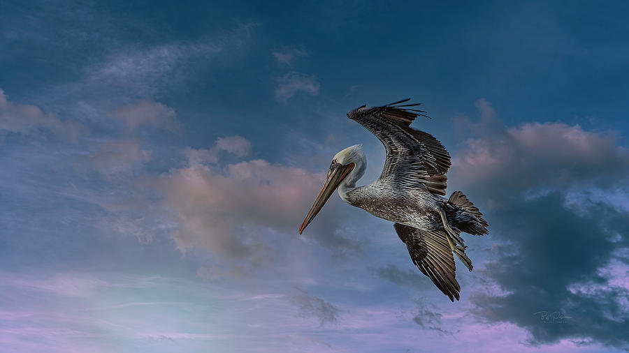 Pelican solitude Photograph by Bill Posner