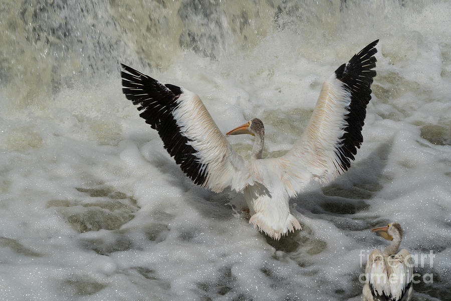 Pelican splash down Photograph by Jim Schmidt MN