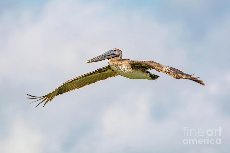 Pelican Spreading His Wings Photograph by Beachtown Views Pelican Spreading His Wings Photograph by Beachtown Views