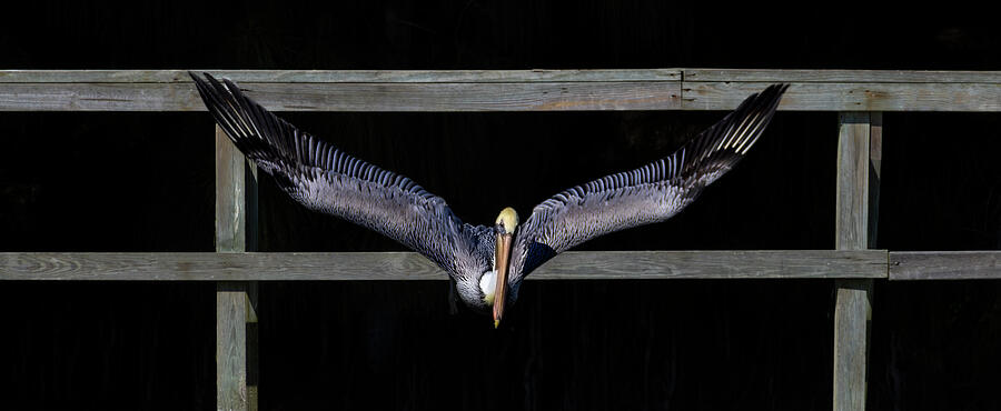 Pelican Spreading My Wings Photograph