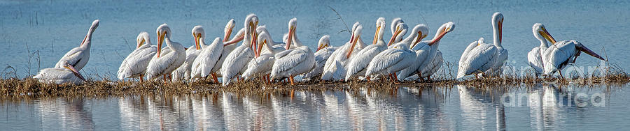Pelican Squadron Photograph by Charles Dobbs