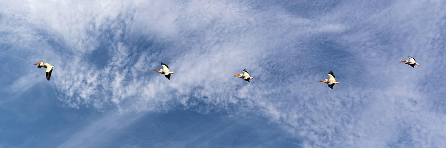 Pelican Squadron flying in formation Photograph by Peter Herman