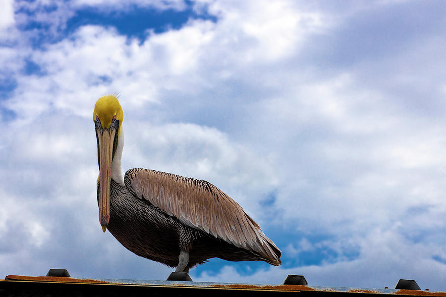Pelican Stare Down Photograph by Blair Damson