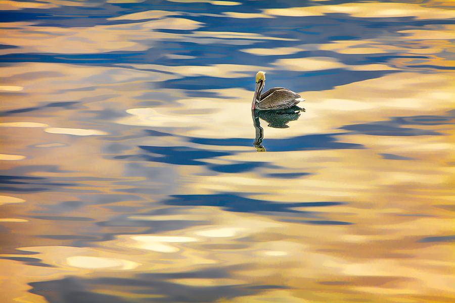 Pelican Still Waters at Sunrise Photograph by John A Rodriguez