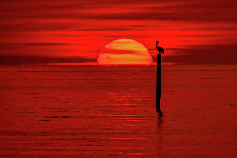 Pelican Sunrise at 600mm Photograph by Brian Wright