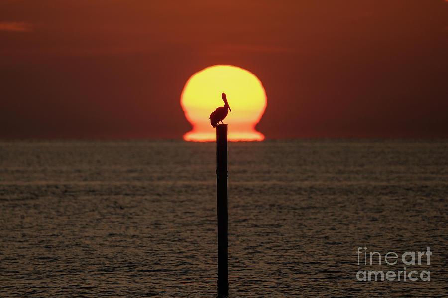 Pelican Sunrise Photograph by Brian Wright